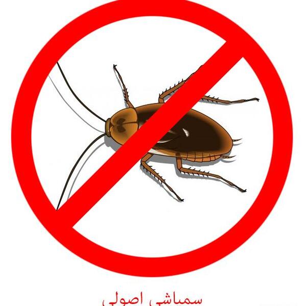 عکس سمپاشی سوسک