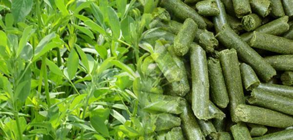 عکس یونجه بسته بندی