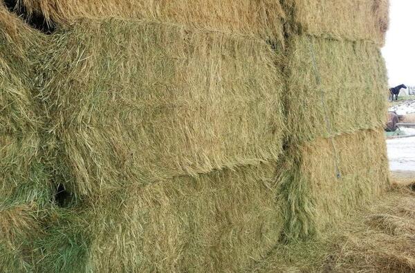 عکس یونجه بسته بندی