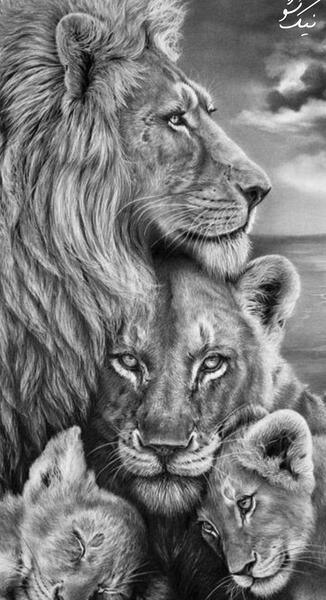 عکس شیر عاشقانه