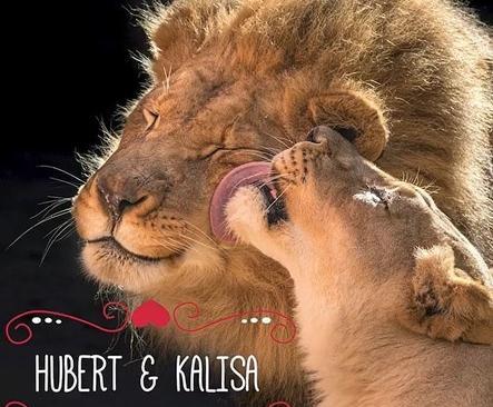 عکس شیر عاشقانه