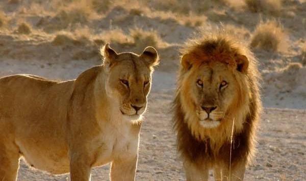 عکس شیر عاشقانه