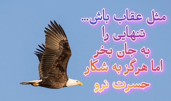 عکس عقاب و دوست دخترش