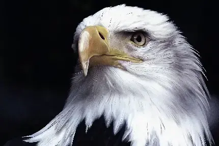 عکس عقاب و دوست دخترش