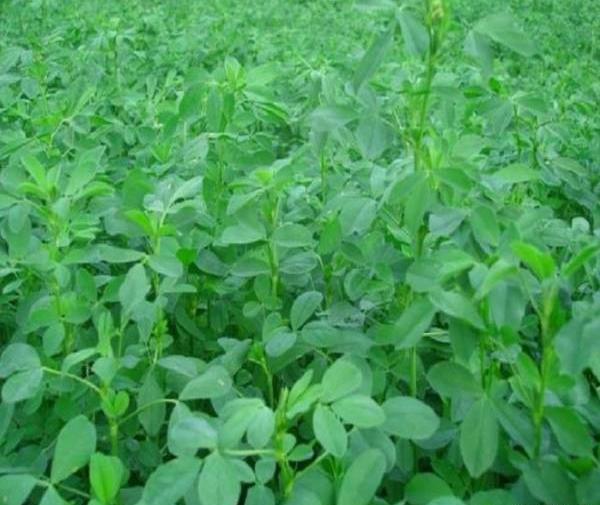عکس از گیاه یونجه
