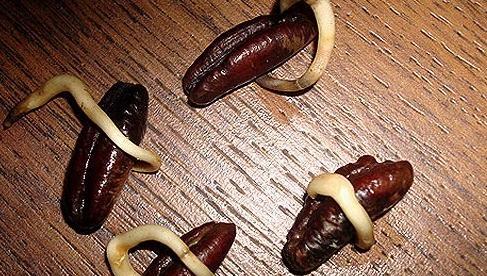 عکس کاشت هسته خرما در گلدان