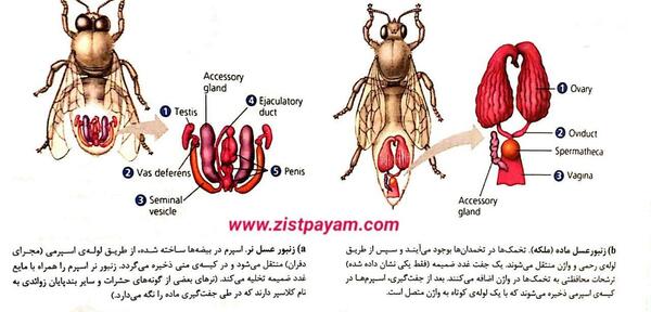 عکس از ملکه حشرات