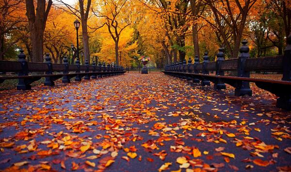 عکس پاییز پس زمینه