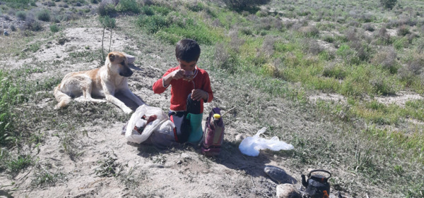 عکس سگ چوپان