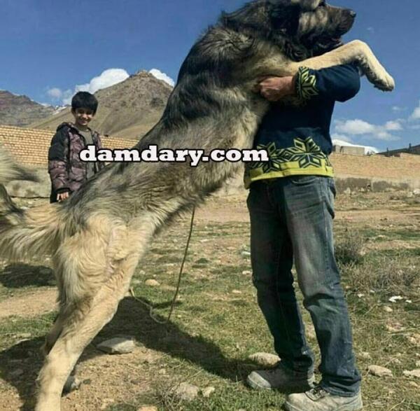 عکس سگ چوپان