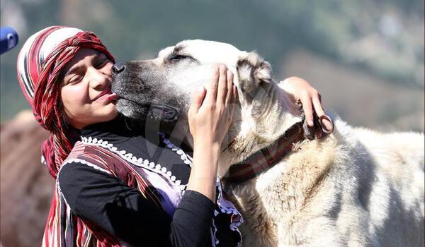 عکس سگ چوپان