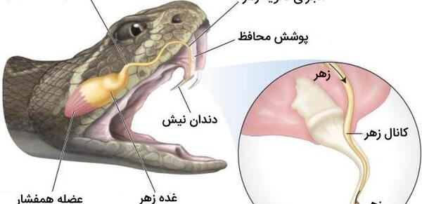 عکس قلب مار
