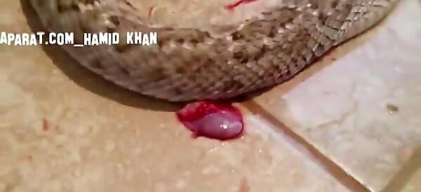 عکس قلب مار