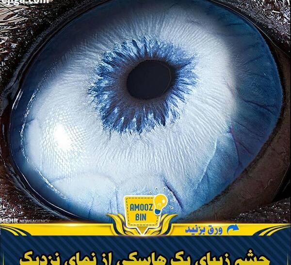 عکس دارکوب آبی