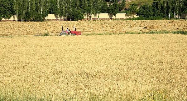 عکس گندم زار ایران