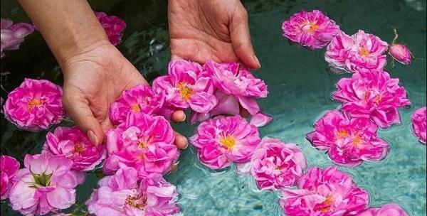 عکس منظره گل محمدی