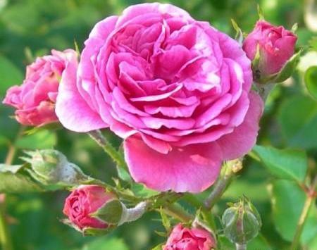 عکس منظره گل محمدی