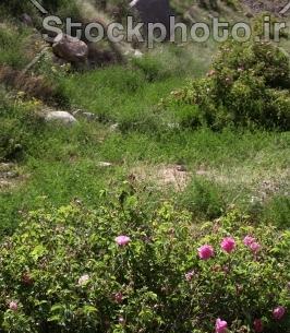 عکس منظره گل محمدی