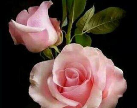 عکس منظره گل محمدی