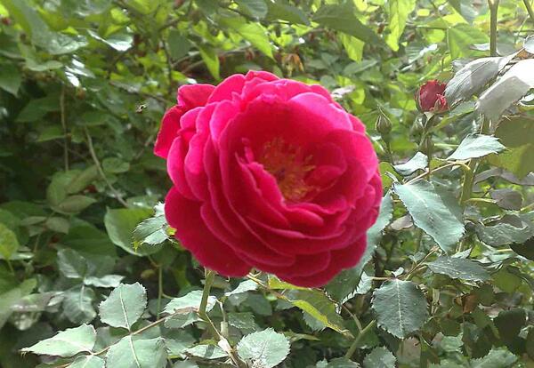 عکس منظره گل محمدی