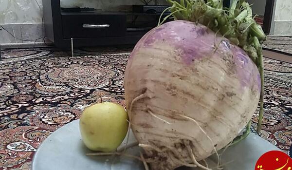 عکس شلغم افغانستان