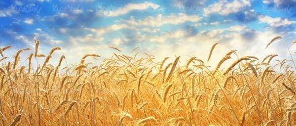 عکس با کیفیت گندم زار
