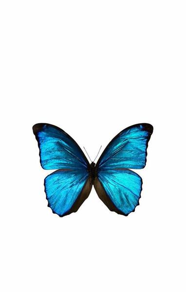 عکس صفحه گوشی پروانه