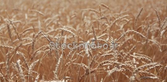نمونه عکس در گندم زار