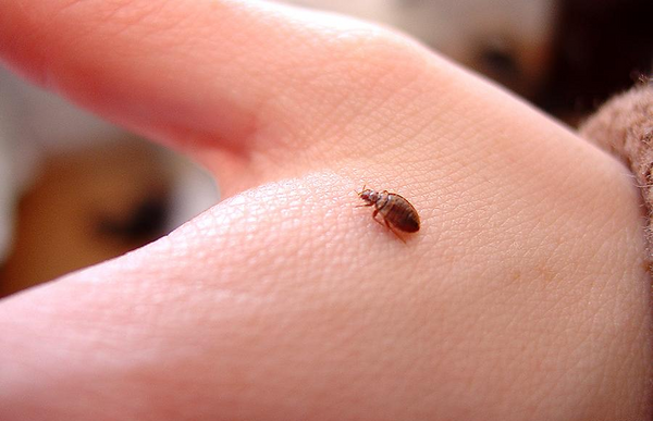 عکس حشره ی کنه