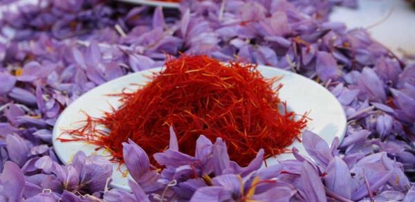 عکس از زعفران نگین