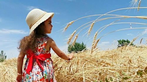 عکس کودک در گندم زار