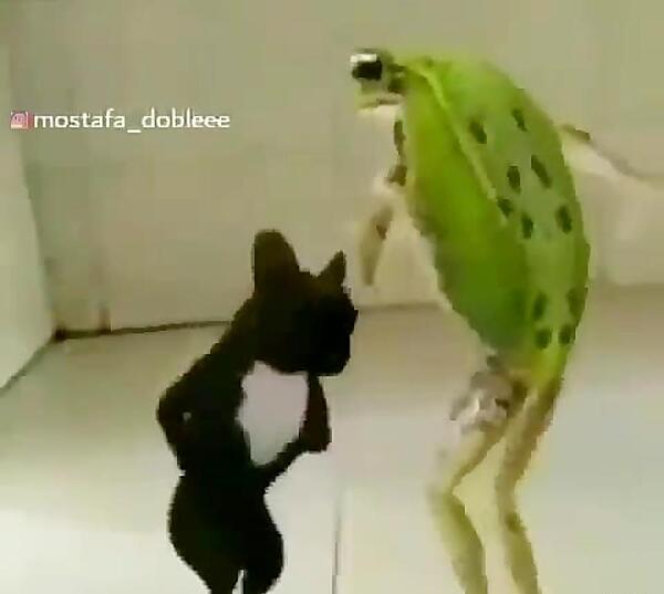 عکس طنز قورباغه