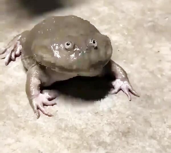 عکس طنز قورباغه