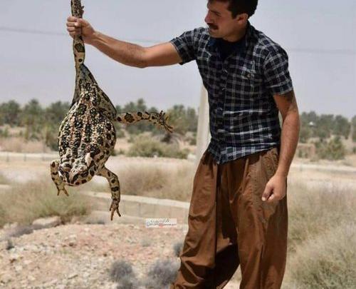 عکس طنز قورباغه
