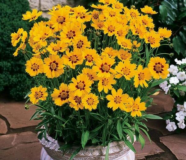 عکس پاییزی گل