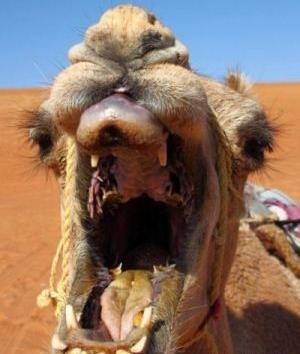 عکس صورت شتر