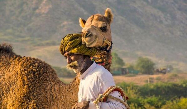 عکس صورت شتر