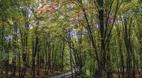 عکس پاییز النگدره گرگان