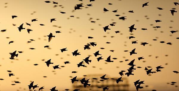عکس پرنده ی در حال پرواز