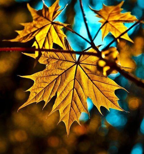 عکس برگ پاییزی رنگی