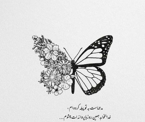عکس پروفایل پروانه سیاه
