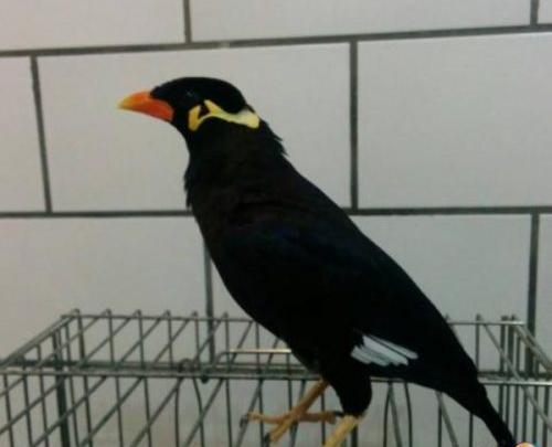 عکس مینا گوشواره دار