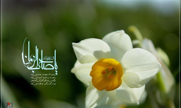 عکس گل نرگس صاحب الزمان