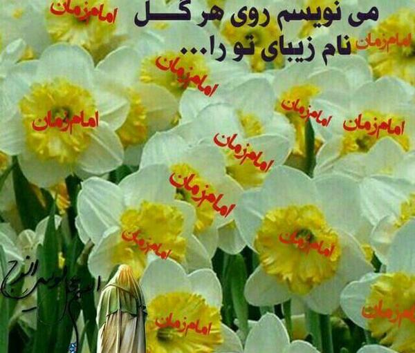 عکس گل نرگس صاحب الزمان