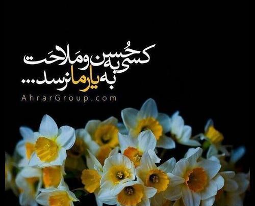 عکس گل نرگس صاحب الزمان