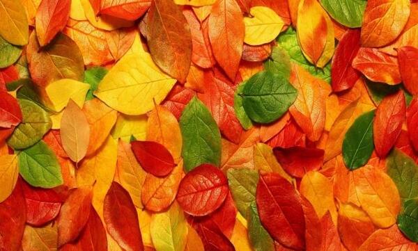 عکس پاییز اچ دی