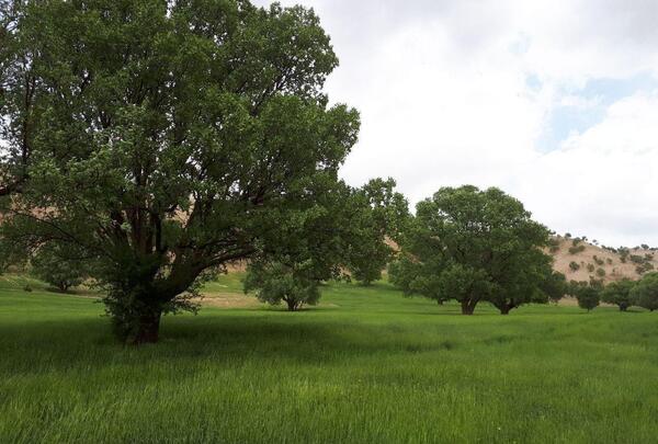 عکس بهاری سرسبز