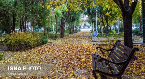 عکس برگ پاییزی روی نیمکت بارانی