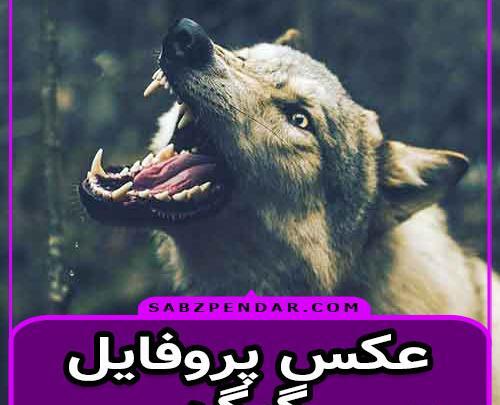 عکس گریه گرگ