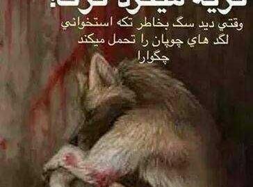 عکس گریه گرگ
